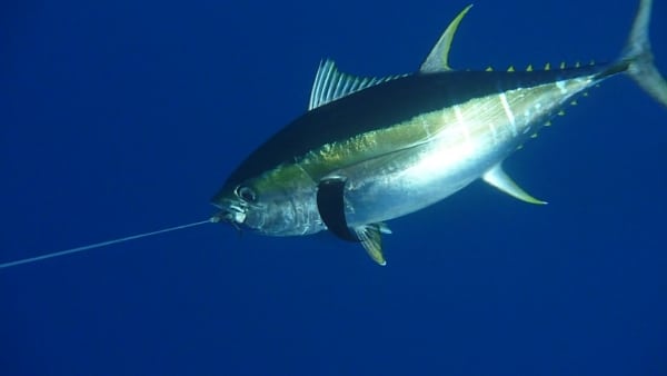 San Diego Tuna