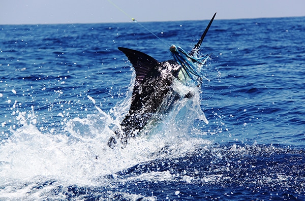 kenya marlin