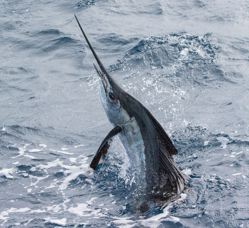 kite-fishing for sailfish