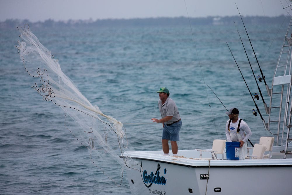 kite-fishing for sailfish