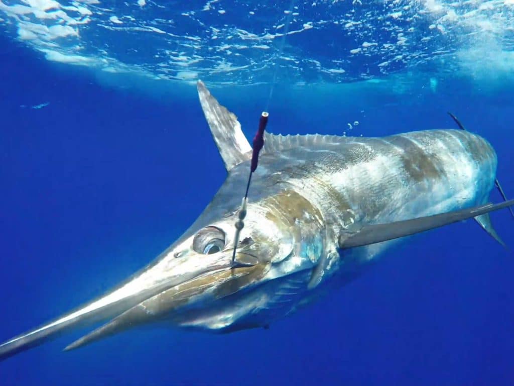 A marlin on the lead underwater.