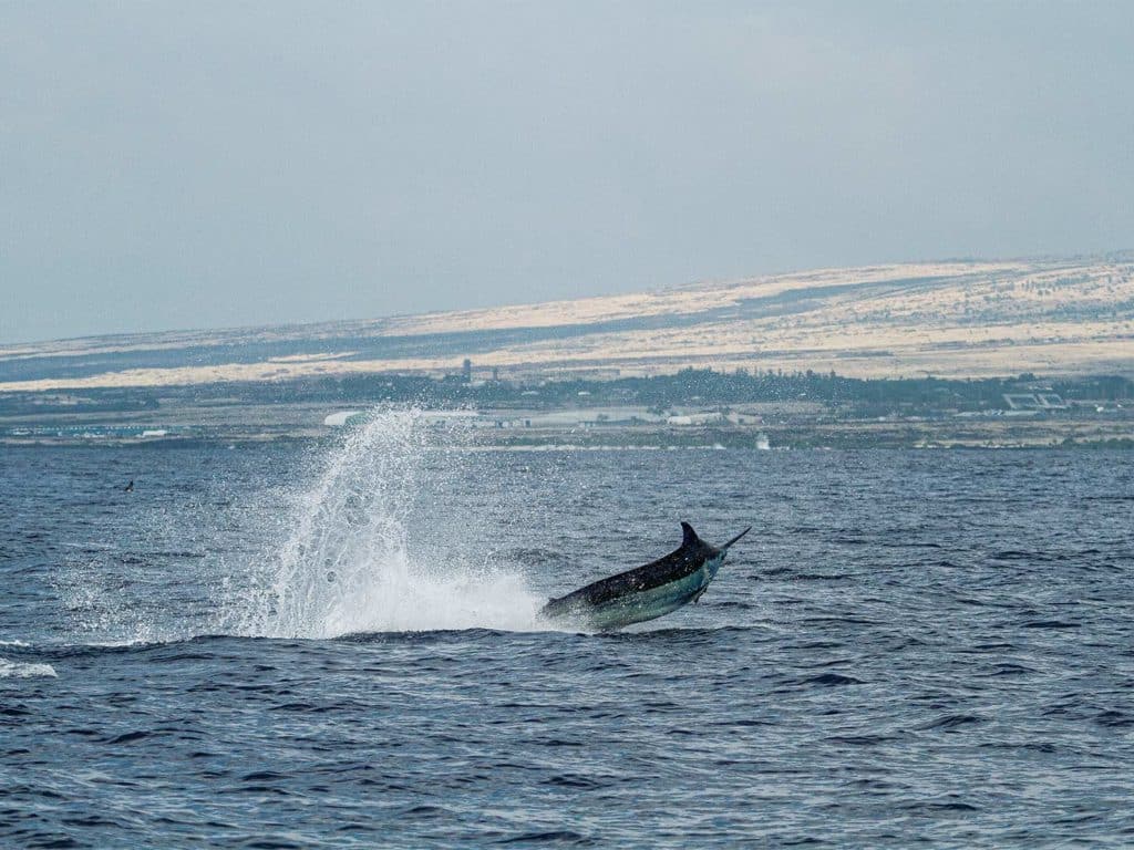 A Kona blue marlin breaking out of the water.