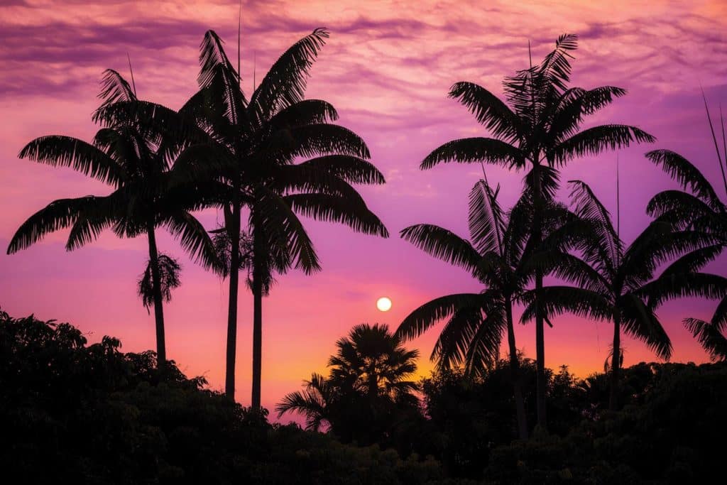 Silhouettes of palm trees against a sunset.