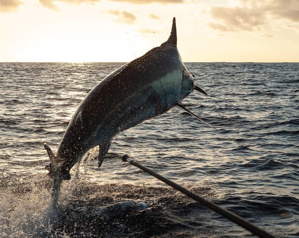A large black marlin jumping from the water.
