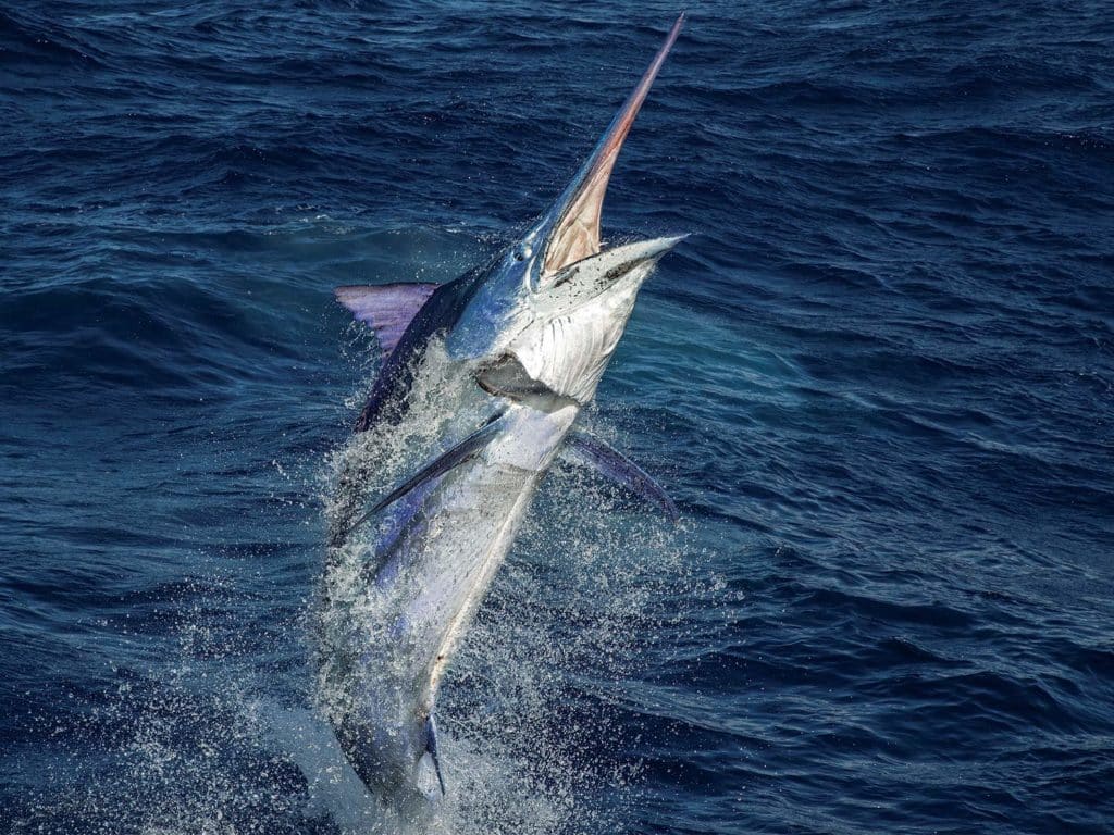 A large marlin breaks through the surface of the water off the coast of Exmouth, Australia.