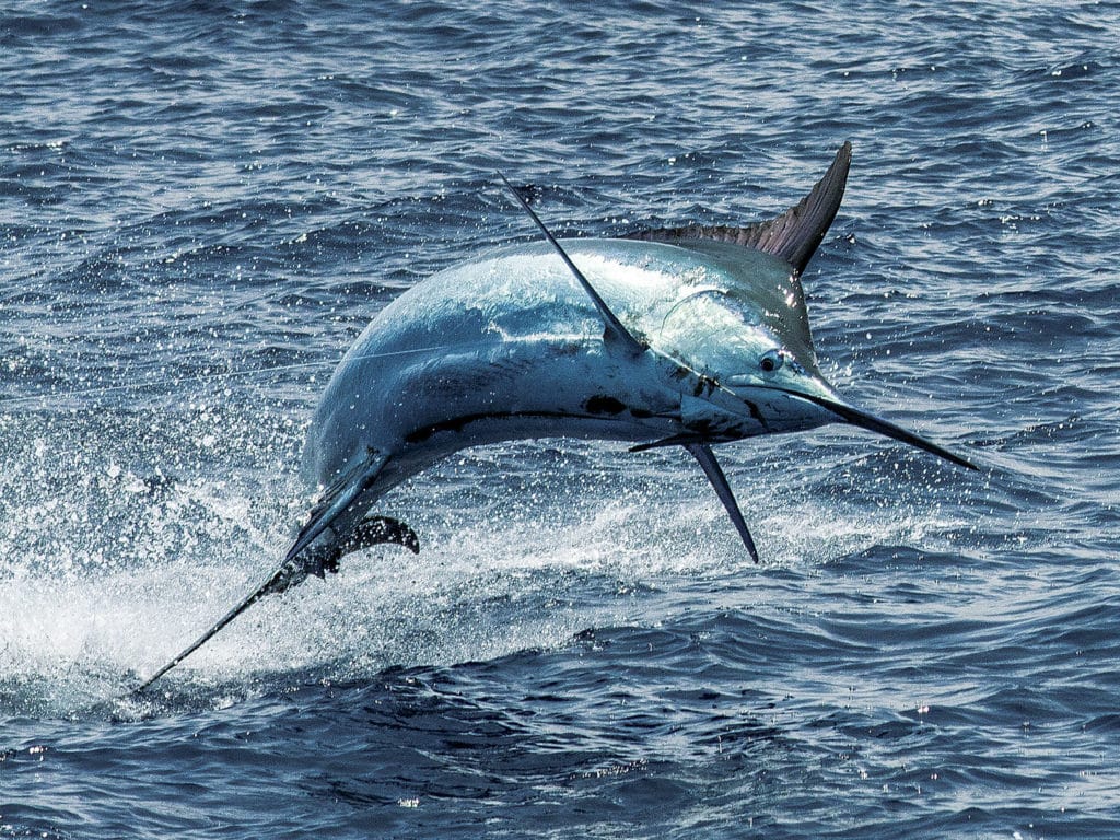 large blue marlin jumping from water