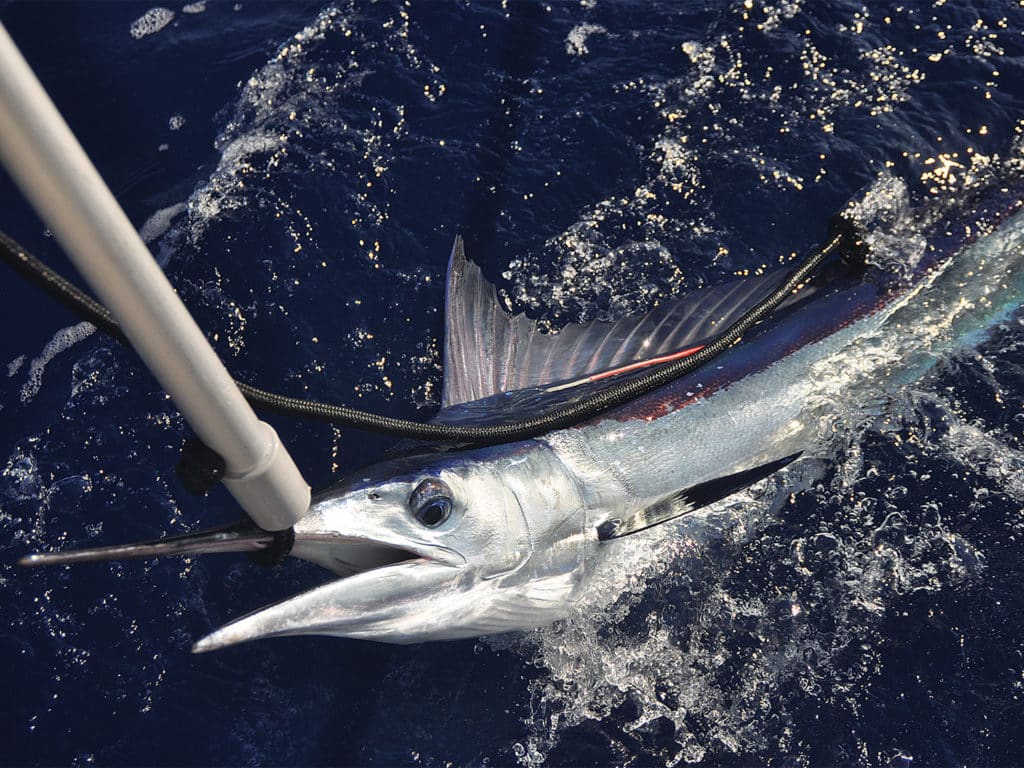 A spearfish being held boatside in a snooter grip.