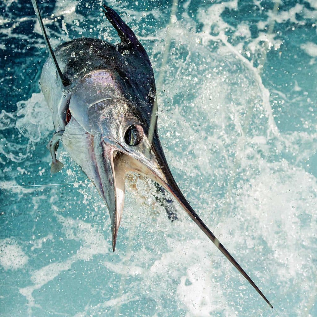 A large white marlin breaking the surface of the ocean.