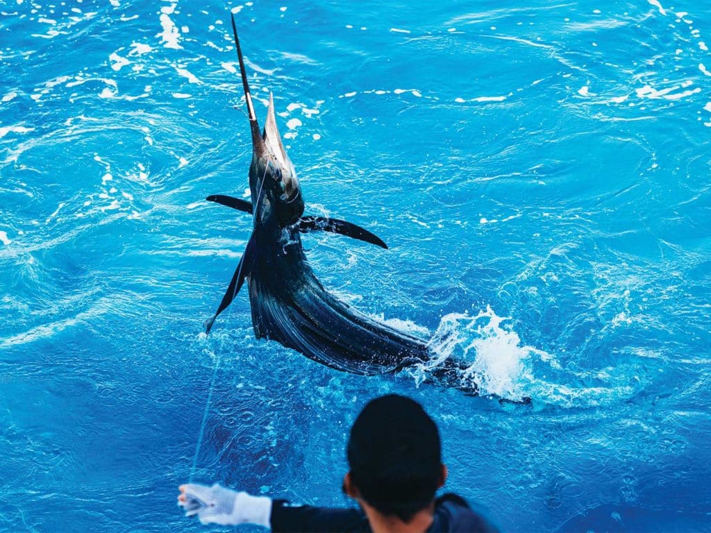 A large pacific sailfish on the leader.