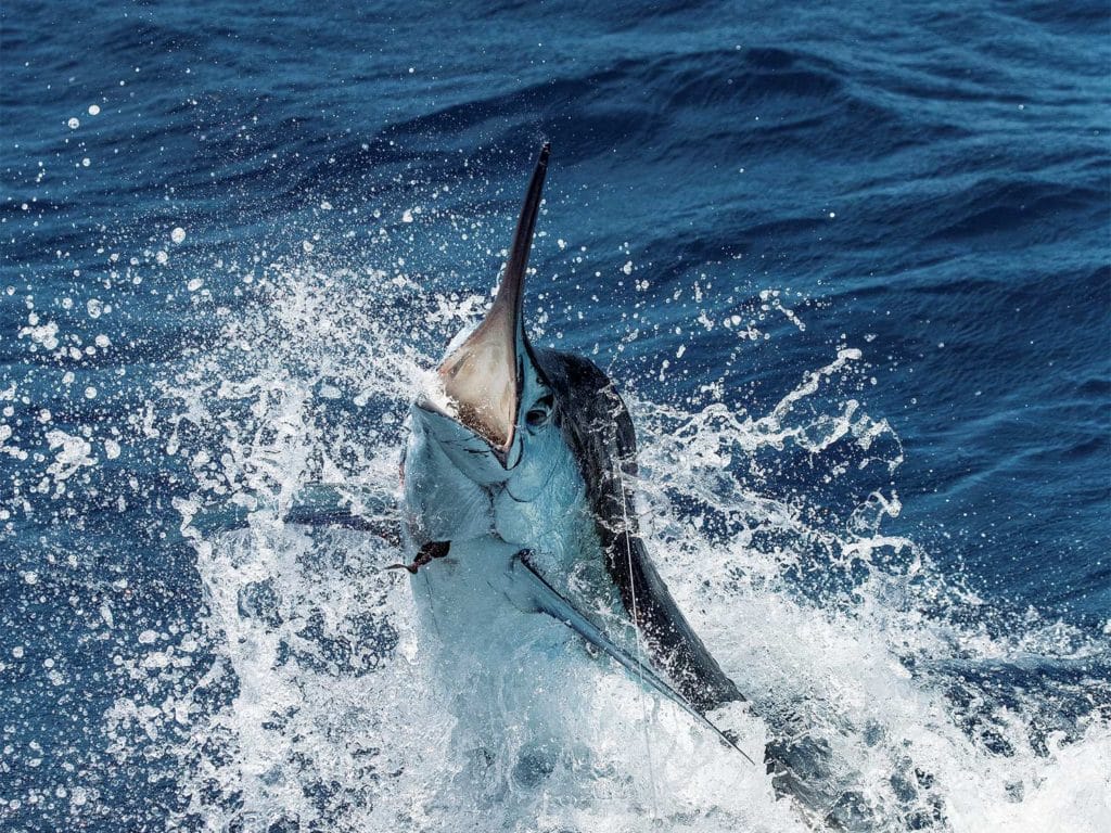 A marlin breaking the surface of the ocean.