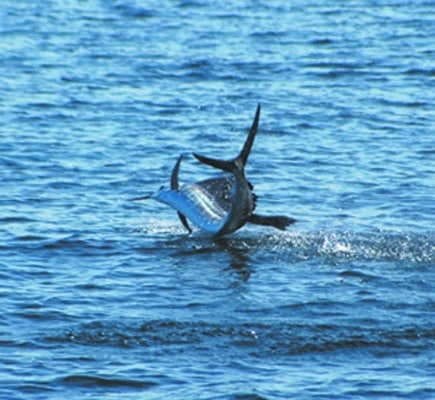 leaping sailfish_1.jpg