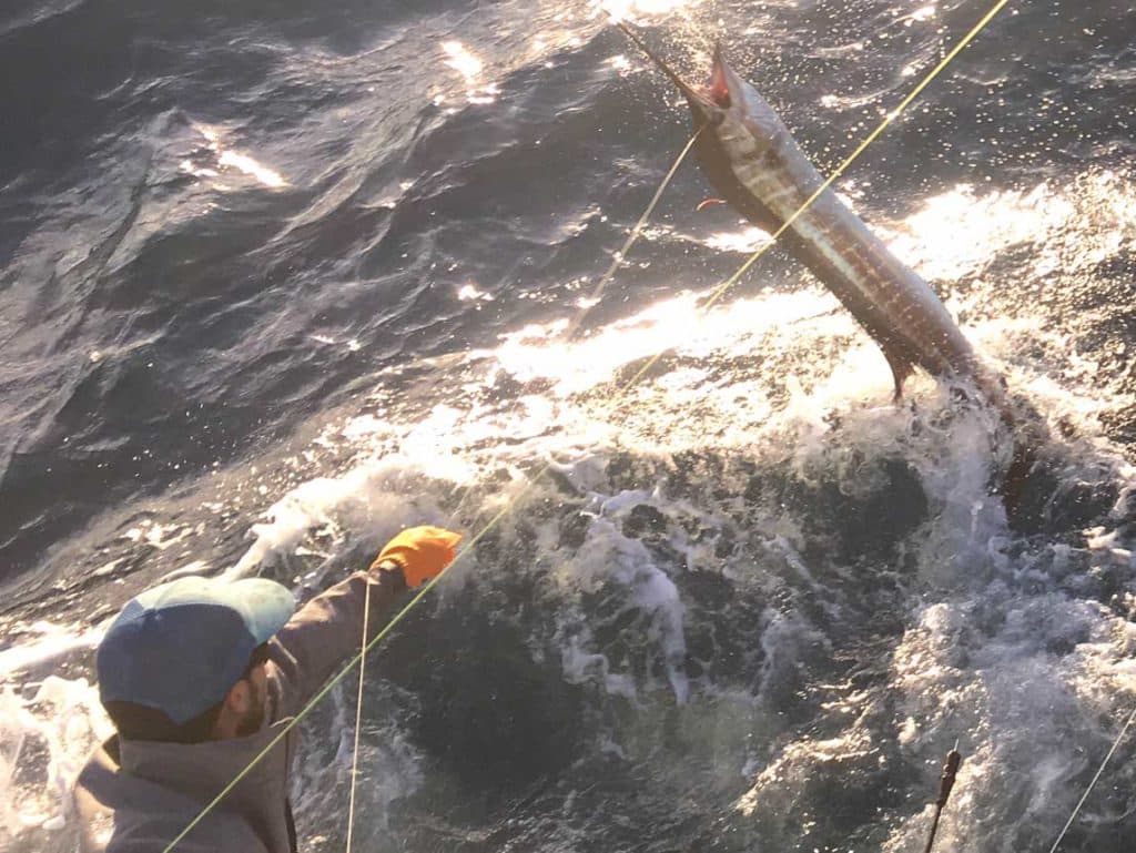 releasing sailfish offshore