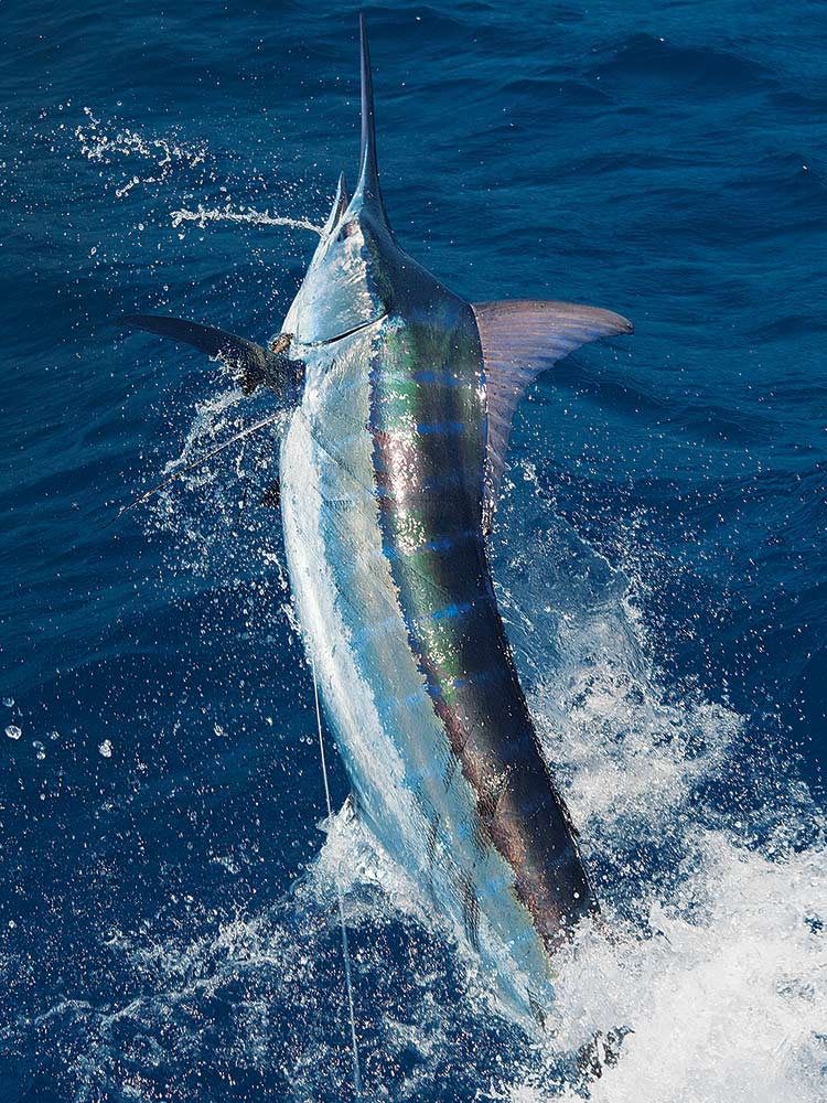 blue marlin jumping