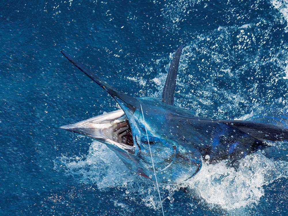 blue marlin jumping at the boat