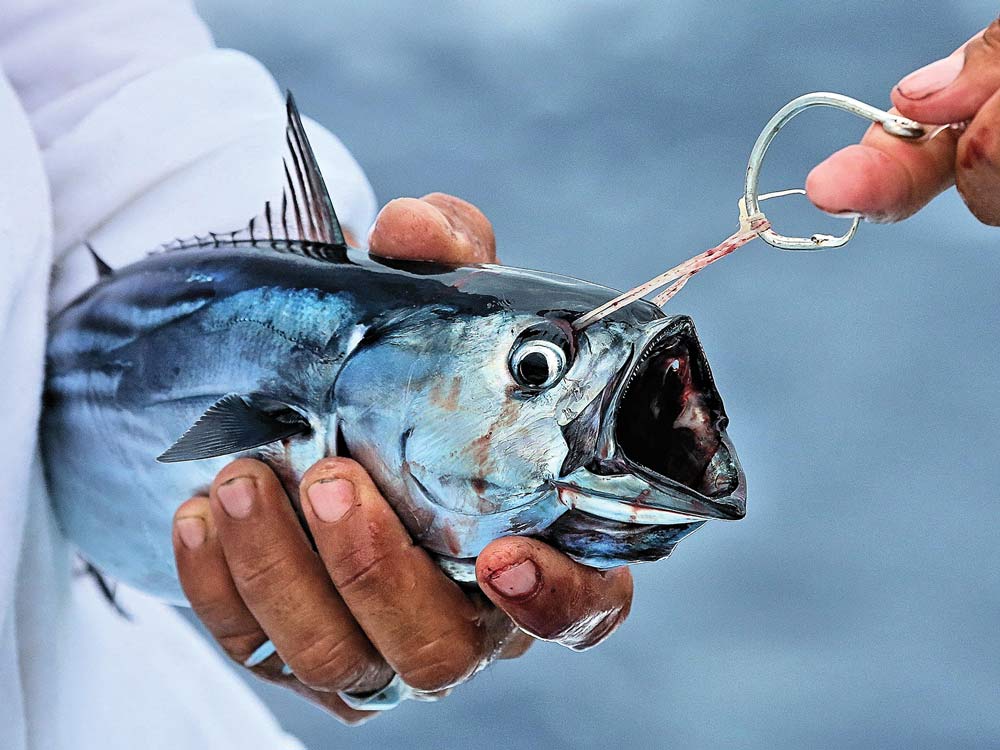 live bait blue marlin bridling