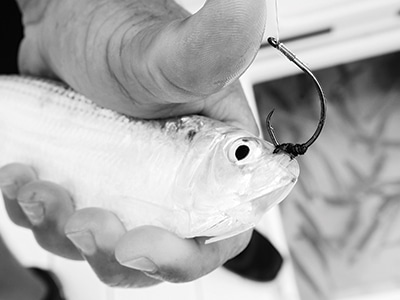 live bait rigging for sailfish