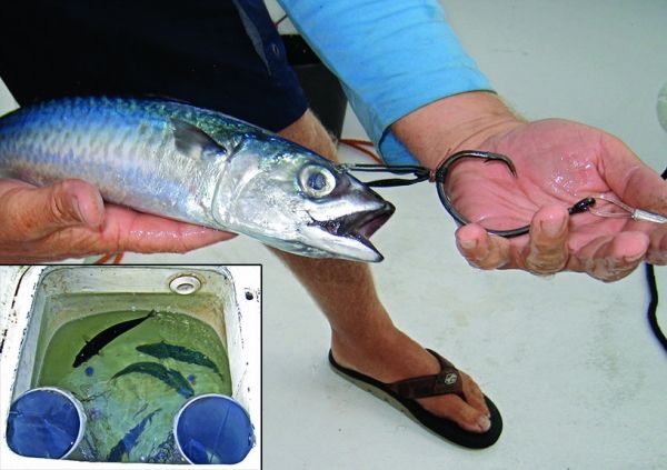 using live bait for fishing