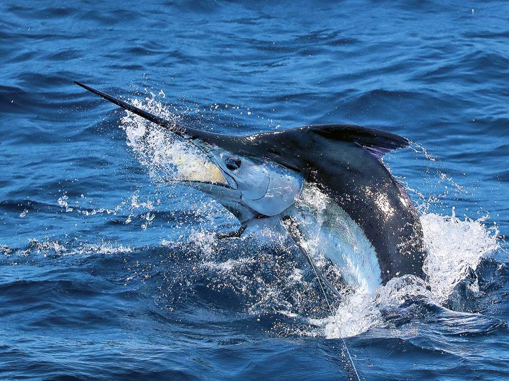 blue marlin jumping