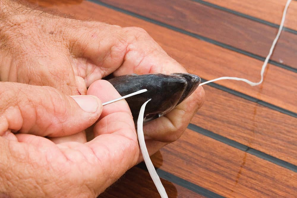 Start the circle hook head rig by attaching your rigging material to the hook with three half hitches. Run the tag ends down through the skull of the bait and tie off under the chin, making sure that