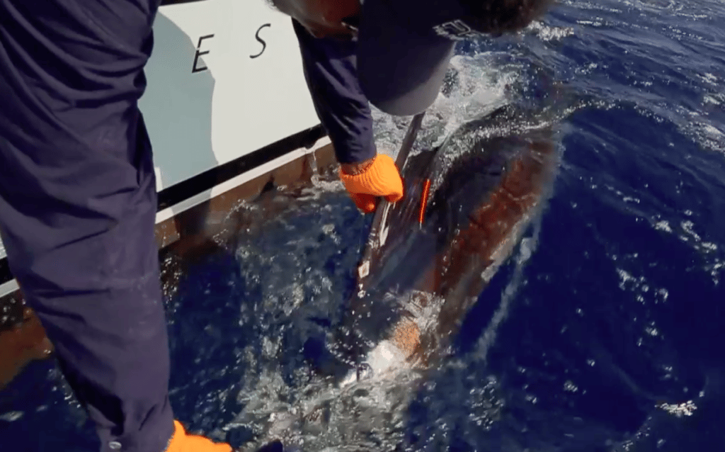 seychelles sailfish