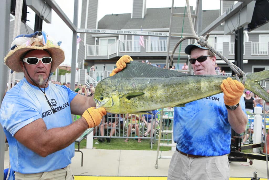2016 White Marlin Open Ocean City Maryland mahimahi
