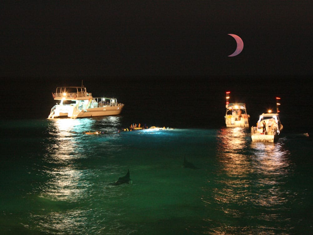 manta ray diving with full moon eclipse
