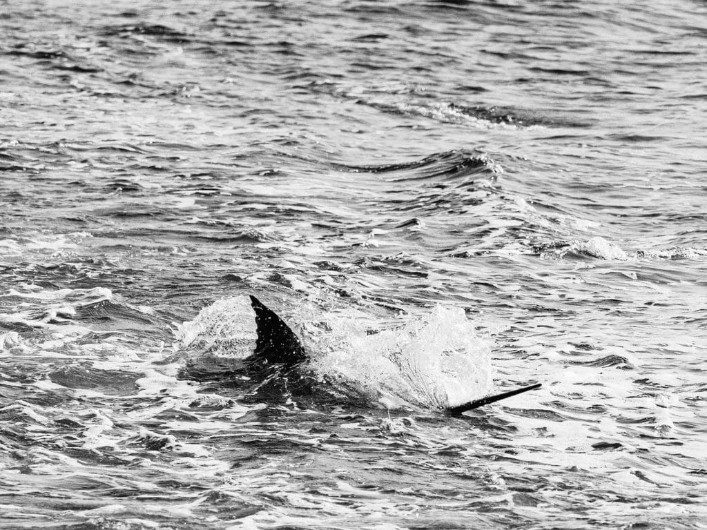 black and white image of a marlin striking a lure