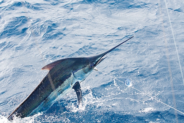 Billfish in Texas