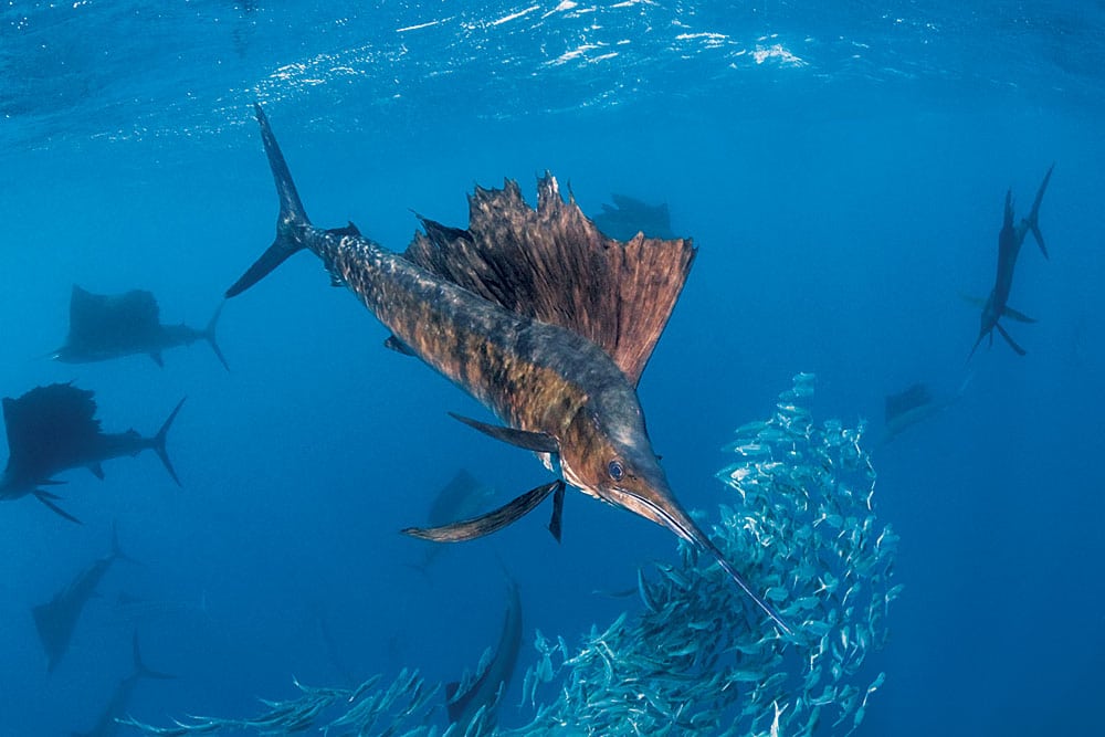 Isla Mujeres Sailfish