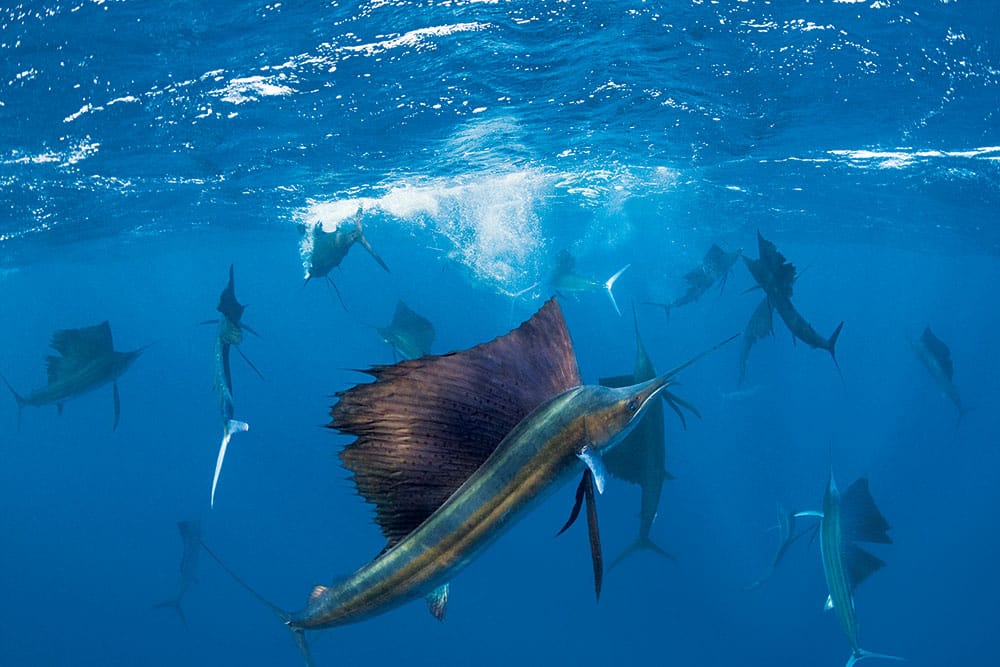 Isla Mujeres Sailfish