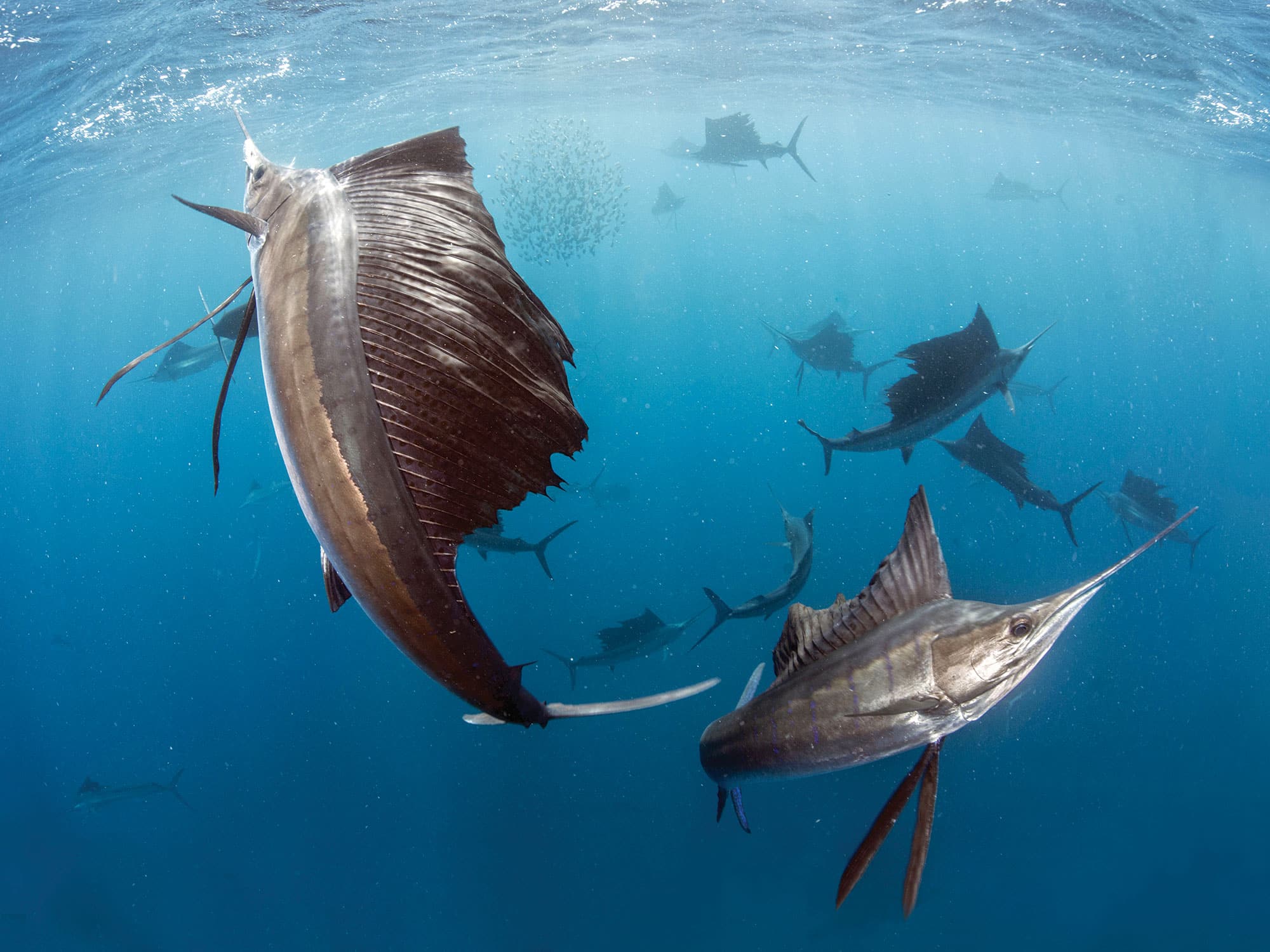 Five Top Family-Friendly Billfish Destinations | Marlin