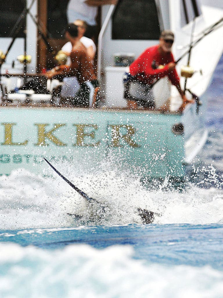 blue marlin on the north drop USVI