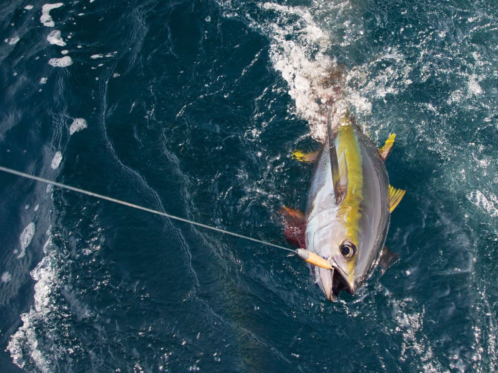 fishing lures cedar plug yellowfin tuna