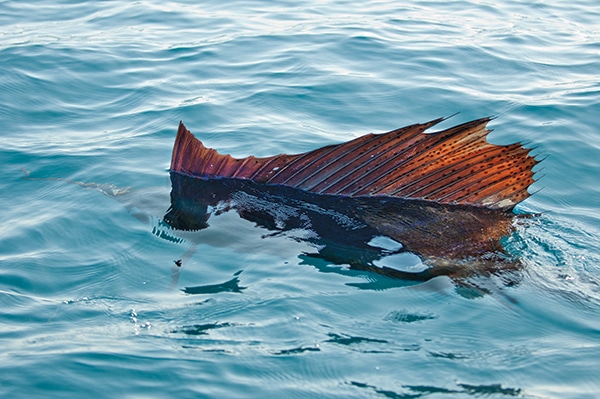 fly-fishing for sailfish