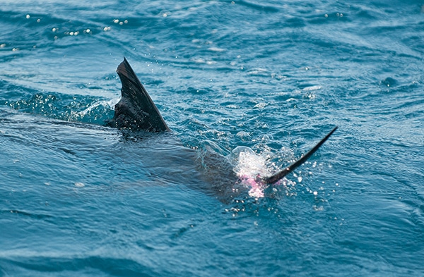 sailfish fishing