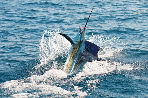 sailfish fishing on fly