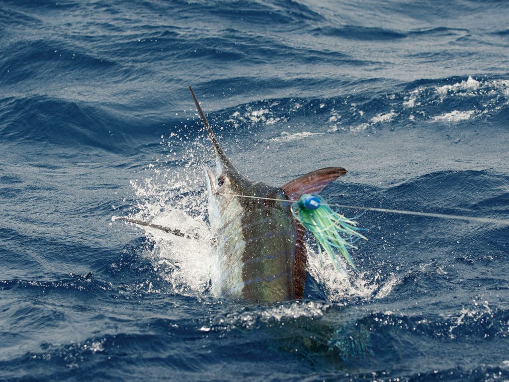 Anglers can catch blue marlin off Samoa year-round, but the fishery produces great fishing for black marlin, large sailfish and shortbill spearfish typically during the cooler months of May to Septemb