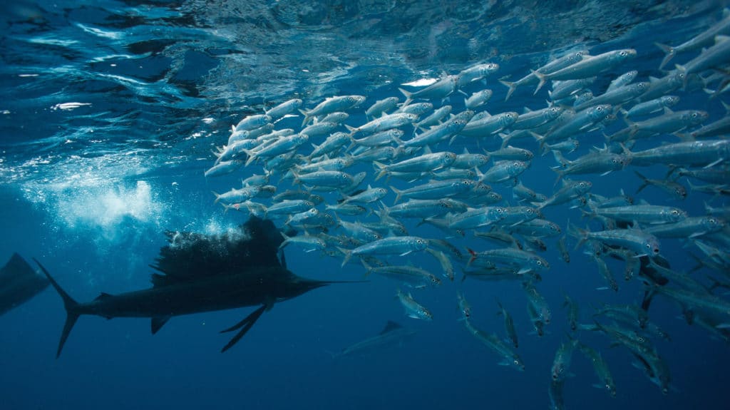 Marlin Offshore Fishing Photos