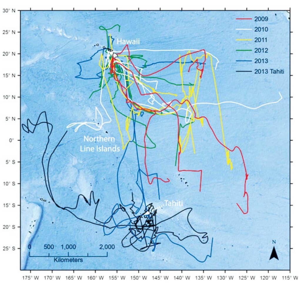 blue marlin tagging and migration studies