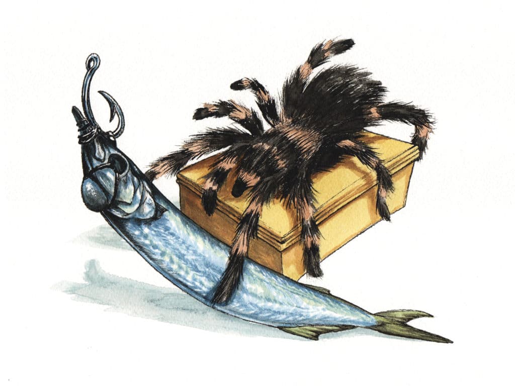 tarantula