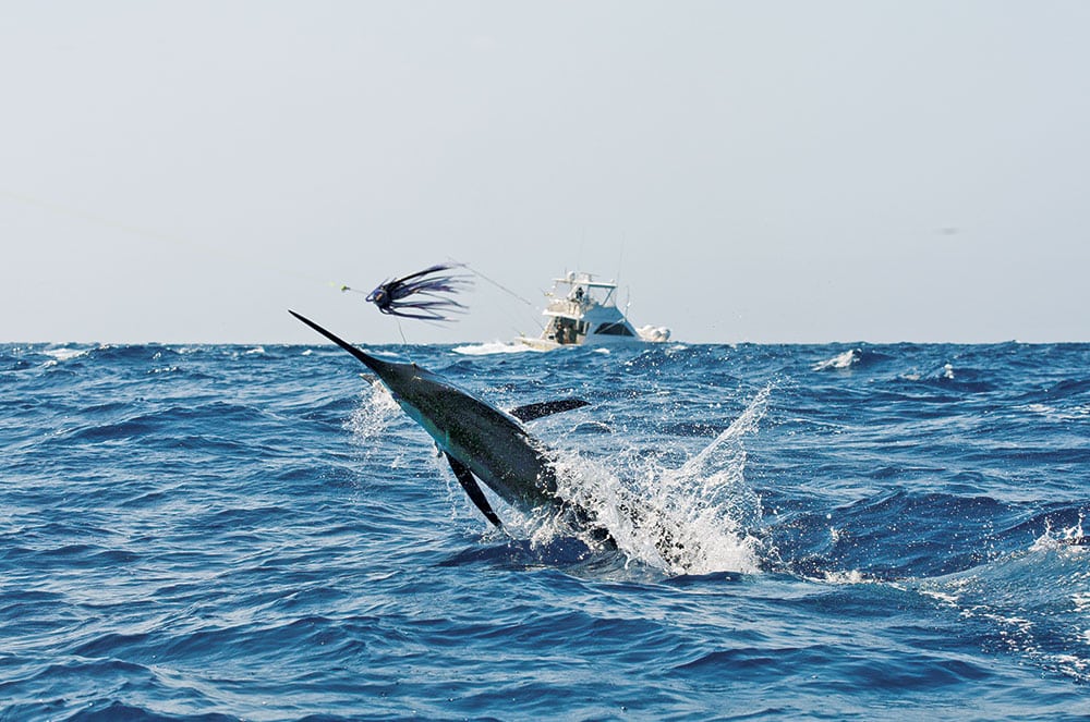 A huge marlin leaps from the water