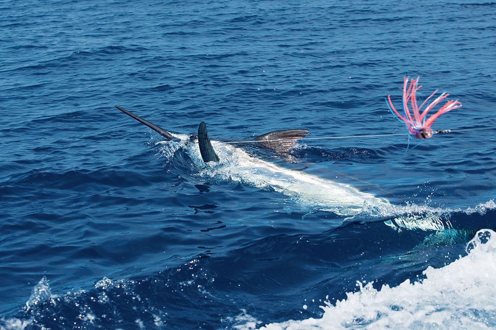 a jumping blue marlin hooked on a lure