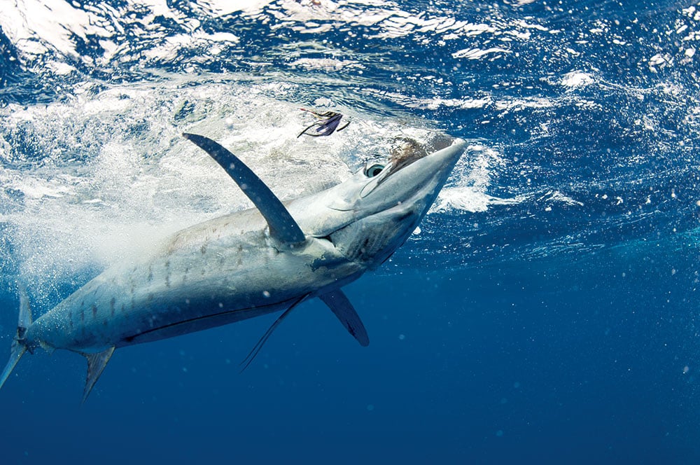 A blue marlin hooked on a lure
