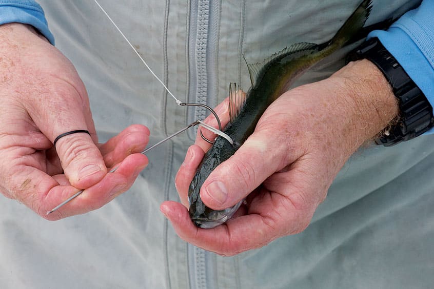 kite-fishing for sailfish