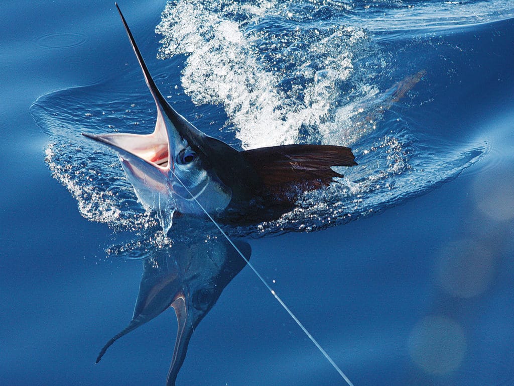Scientists investigate post-release mortality of white marlin after extended periods of air exposure.