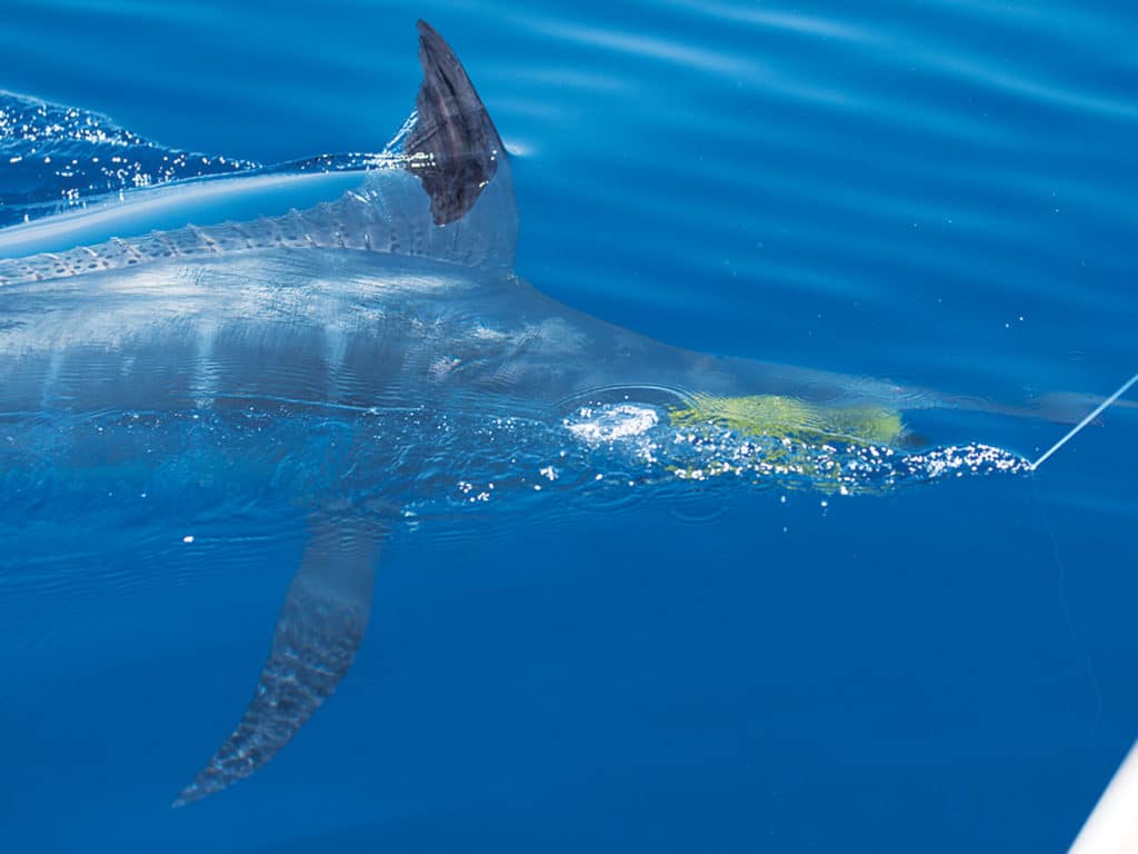 Big Blue Marlin off Gold Coast