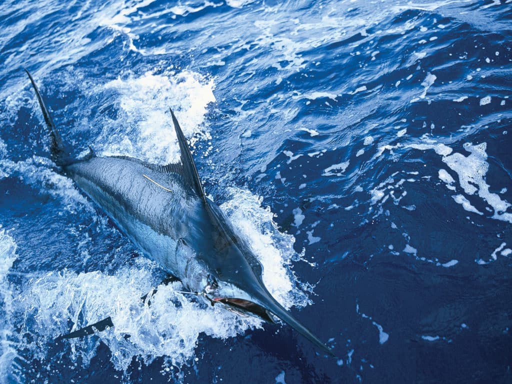 Gold Coast blue marlin fishing