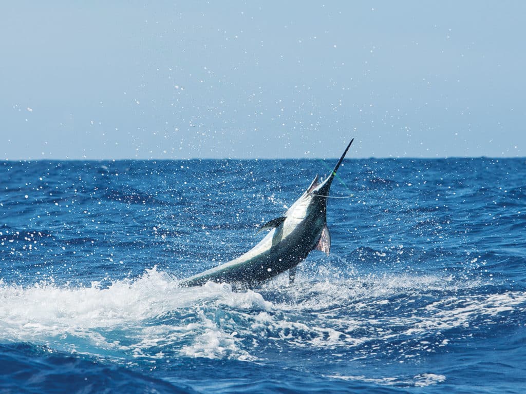 Gold Coast blue marlin fishing