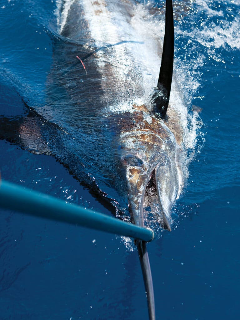 Gold Coast blue marlin fishing