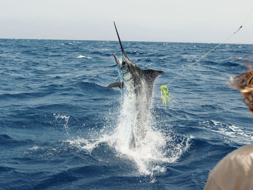 Gold Coast blue marlin fishing